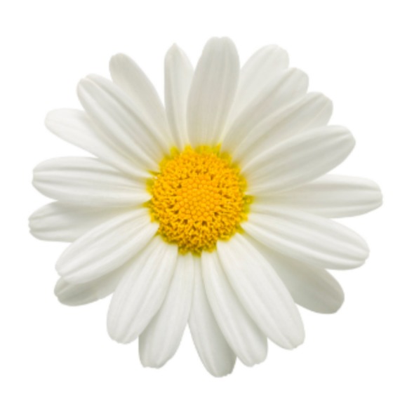 daisydesign